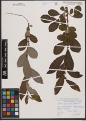 Foto von Salix appendiculata Vill.